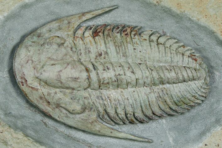 Lower Cambrian Trilobite (Termierella) - Issafen, Morocco #381247